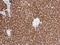 Heat Shock Cognate 70 Interacting Protein antibody, NBP2-16882, Novus Biologicals, Immunohistochemistry frozen image 