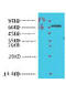 Prostaglandin-Endoperoxide Synthase 1 antibody, STJ97098, St John