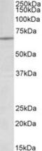 Lamin B1 antibody, MBS422963, MyBioSource, Western Blot image 