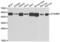 STAM Binding Protein antibody, PA5-77119, Invitrogen Antibodies, Western Blot image 