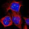 FMR1 Neighbor antibody, PA5-52813, Invitrogen Antibodies, Immunofluorescence image 