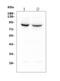 Mitofusin 1 antibody, M02172-1, Boster Biological Technology, Western Blot image 
