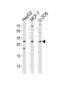 Class B basic helix-loop-helix protein 24 antibody, MBS9201821, MyBioSource, Western Blot image 