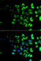 Tet Methylcytosine Dioxygenase 3 antibody, MBS9128918, MyBioSource, Immunofluorescence image 