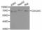 Cell Division Cycle 25C antibody, LS-C331630, Lifespan Biosciences, Western Blot image 