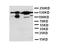 Thrombospondin 2 antibody, LS-C312578, Lifespan Biosciences, Western Blot image 