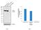 Transglutaminase 2 antibody, MA5-12736, Invitrogen Antibodies, Western Blot image 