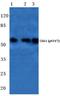 Checkpoint Kinase 1 antibody, A01060S317, Boster Biological Technology, Western Blot image 