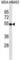 Vitamin D Receptor antibody, abx025461, Abbexa, Western Blot image 