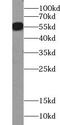 Zinc Metallopeptidase STE24 antibody, FNab09649, FineTest, Western Blot image 