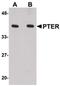 Phosphotriesterase Related antibody, PA5-20750, Invitrogen Antibodies, Western Blot image 