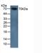 Serpin Family A Member 10 antibody, MBS2026387, MyBioSource, Western Blot image 