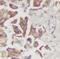 Dual Specificity Phosphatase 22 antibody, FNab02567, FineTest, Immunohistochemistry frozen image 