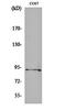 Sp1 Transcription Factor antibody, orb159634, Biorbyt, Western Blot image 