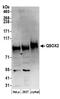 Sulfhydryl oxidase 2 antibody, A304-483A, Bethyl Labs, Western Blot image 