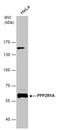 Protein Phosphatase 2 Scaffold Subunit Aalpha antibody, GTX102206, GeneTex, Western Blot image 
