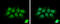 PYD And CARD Domain Containing antibody, GTX102474, GeneTex, Immunocytochemistry image 