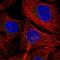 Proteasome Subunit Beta 3 antibody, HPA048147, Atlas Antibodies, Immunocytochemistry image 
