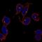 Tripartite Motif Containing 34 antibody, HPA077996, Atlas Antibodies, Immunofluorescence image 