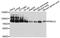 Protein Kinase C Alpha antibody, A13342, ABclonal Technology, Western Blot image 