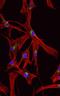 Golgin A1 antibody, A-21270, Invitrogen Antibodies, Immunofluorescence image 