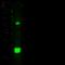 Diablo IAP-Binding Mitochondrial Protein antibody, 10339-RP02, Sino Biological, Western Blot image 