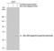 Estrogen Receptor 2 antibody, NBP1-41194, Novus Biologicals, Western Blot image 