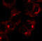 RAB1A, Member RAS Oncogene Family antibody, LS-B9788, Lifespan Biosciences, Immunofluorescence image 