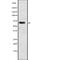 Elongation Factor For RNA Polymerase II 2 antibody, abx215132, Abbexa, Western Blot image 