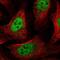 GA Binding Protein Transcription Factor Subunit Alpha antibody, NBP1-84941, Novus Biologicals, Immunofluorescence image 