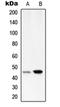 Alpha-1-antitrypsin antibody, orb214392, Biorbyt, Western Blot image 