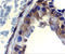 DNA Fragmentation Factor Subunit Alpha antibody, 2425, QED Bioscience, Immunohistochemistry paraffin image 