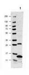 IL-17 antibody, TA319352, Origene, Western Blot image 