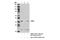 ELL-associated factor 2 antibody, 14159S, Cell Signaling Technology, Immunoprecipitation image 