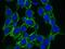 TNF Superfamily Member 9 antibody, GTX01288, GeneTex, Immunofluorescence image 