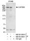 Centrosomal Protein 350 antibody, NB100-59811, Novus Biologicals, Western Blot image 