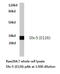 Distal-Less Homeobox 5 antibody, LS-C176786, Lifespan Biosciences, Western Blot image 