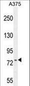 Ankyrin Repeat Domain 44 antibody, LS-C156370, Lifespan Biosciences, Western Blot image 