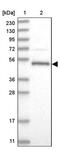 AFG1 Like ATPase antibody, PA5-56369, Invitrogen Antibodies, Western Blot image 