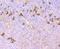 Fc Fragment Of IgE Receptor Ia antibody, NBP2-67276, Novus Biologicals, Immunohistochemistry paraffin image 
