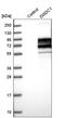 DIX Domain Containing 1 antibody, HPA039658, Atlas Antibodies, Western Blot image 