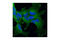 Rho Guanine Nucleotide Exchange Factor 1 antibody, 3669P, Cell Signaling Technology, Immunofluorescence image 