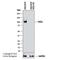 KIF2A antibody, NBP1-83253, Novus Biologicals, Western Blot image 