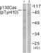 BCAR1 antibody, abx012424, Abbexa, Western Blot image 