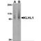 Kelch Like Family Member 1 antibody, MBS150234, MyBioSource, Western Blot image 