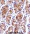 General Transcription Factor IIE Subunit 1 antibody, abx028052, Abbexa, Immunohistochemistry frozen image 