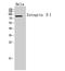 Integrin Subunit Beta 1 antibody, STJ97278, St John