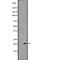 Peroxiredoxin 1 antibody, abx146503, Abbexa, Western Blot image 