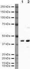 Flap Structure-Specific Endonuclease 1 antibody, PA5-19840, Invitrogen Antibodies, Western Blot image 