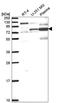 Microtubule Associated Protein Tau antibody, HPA048895, Atlas Antibodies, Western Blot image 